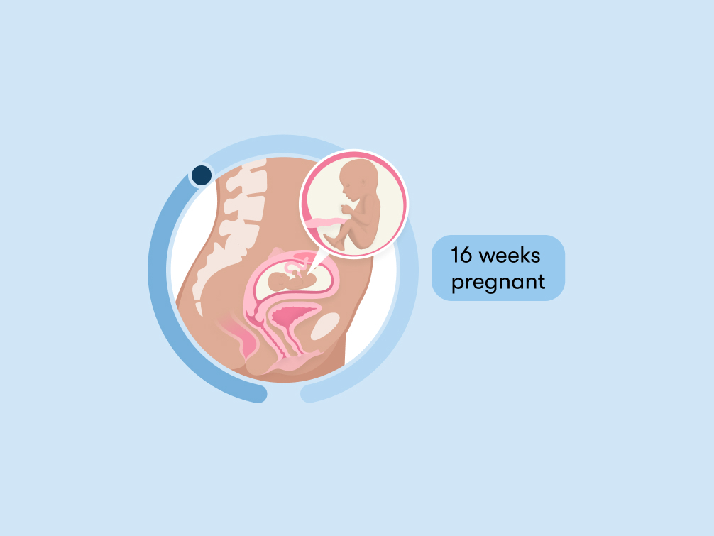 16 weeks pregnant: Symptoms, tips, and baby development